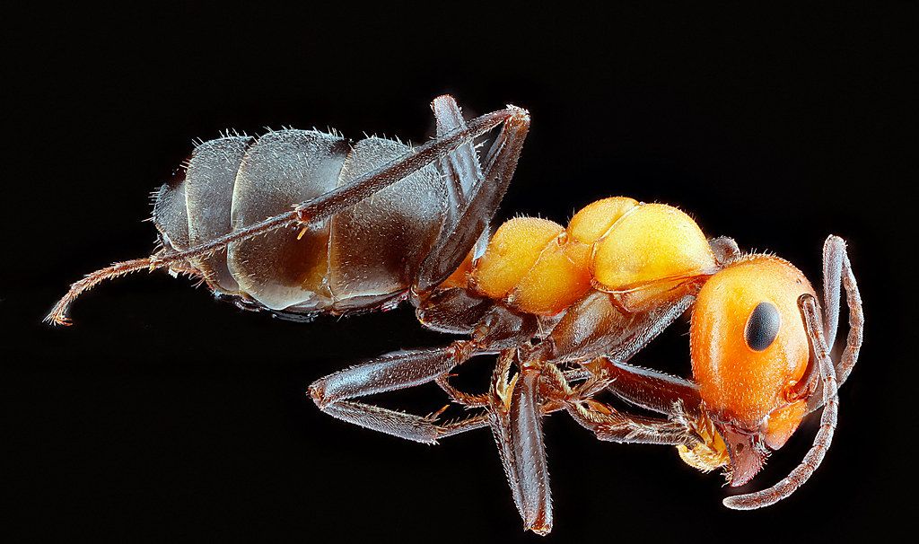Ant Control service in Hartford, CT