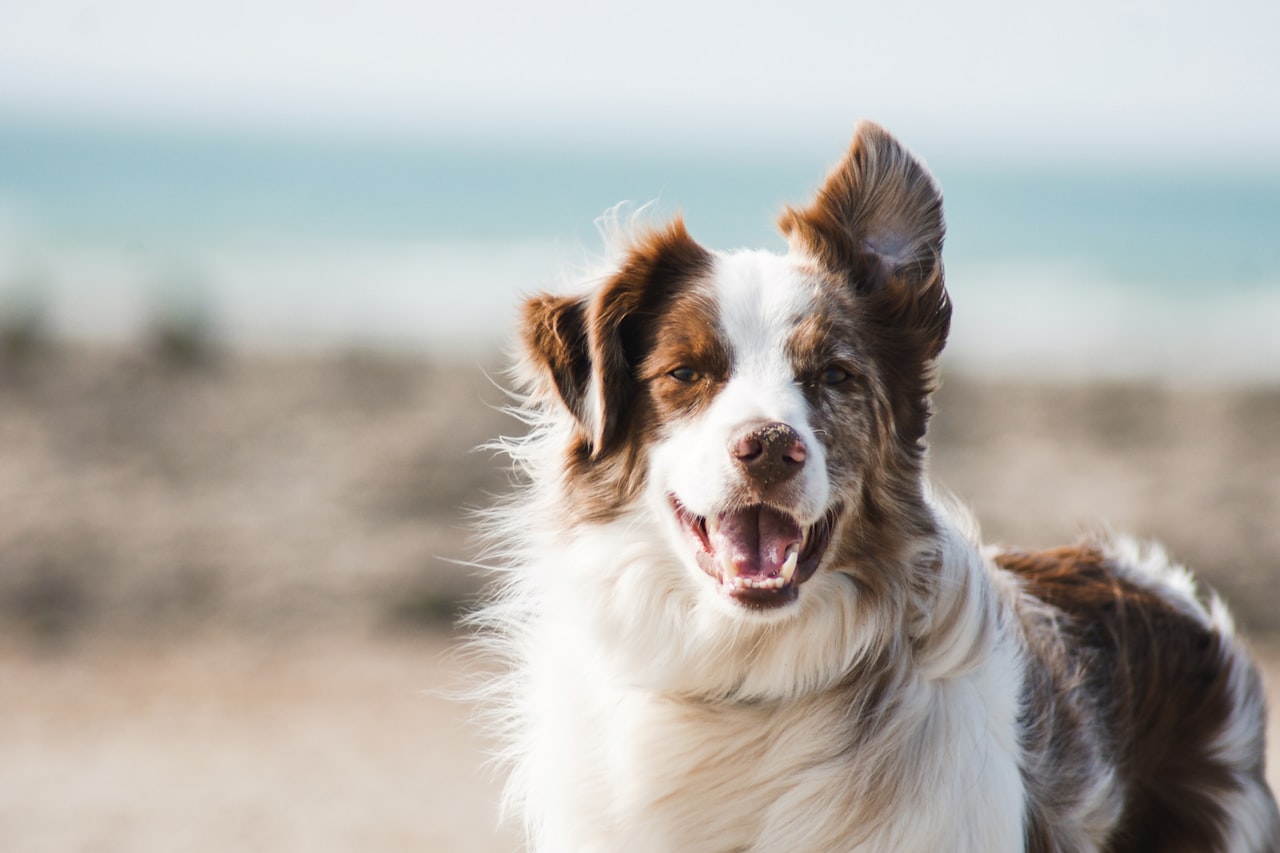 Flea & Tick Control service in Hartford, CT