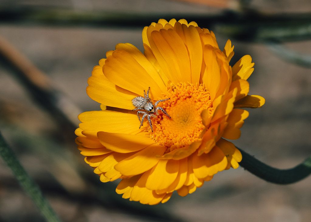 Spider Control service in Hartford, CT